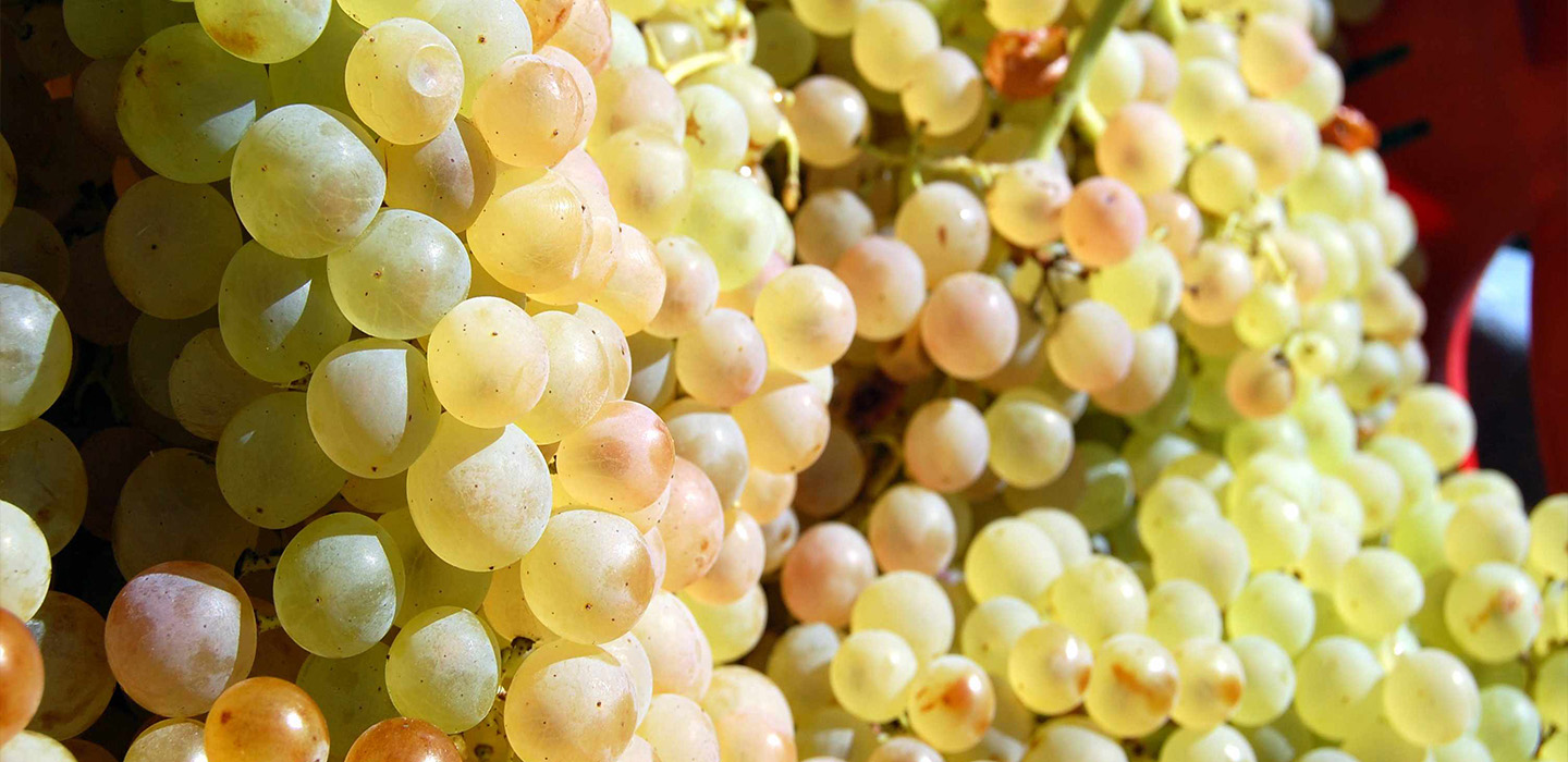 Il verdicchio